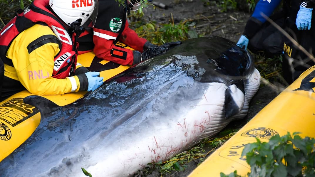 Спасатели обследуют китенка Минка, которого вымыло на мель неподалеку от Теддингтонского шлюза. Лондон, Великобритания, 10 мая 2021 года