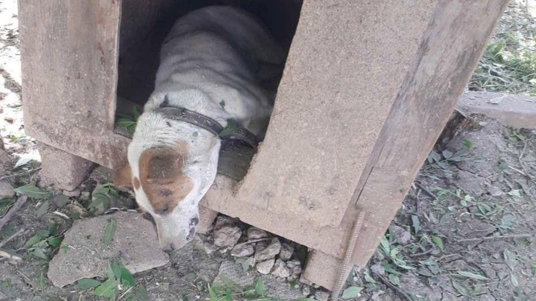 Пес Бадик, который умер из-за российских обстрелов 20 мая