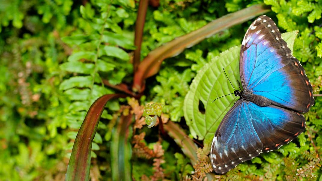 Пискадағы үлкен дилдо