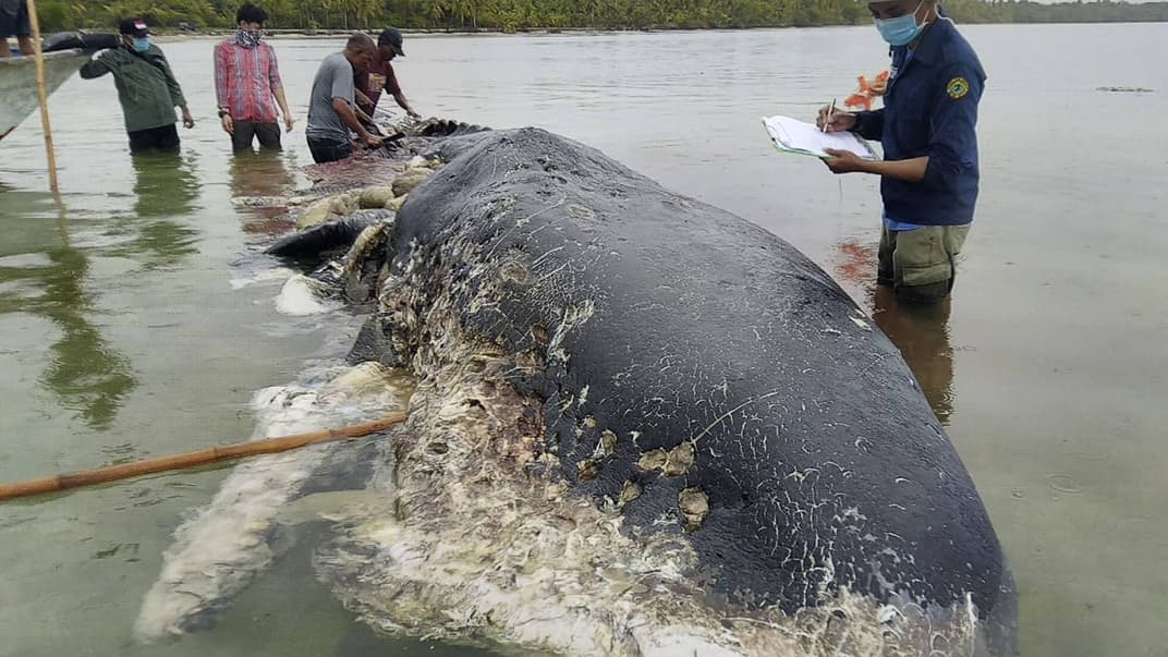 В Індонезії у шлунку мертвого кита знайшли майже 6 кг пластику