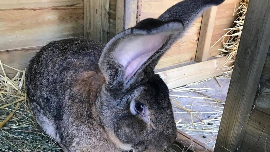 Крупнейший в мире кролик Дариус