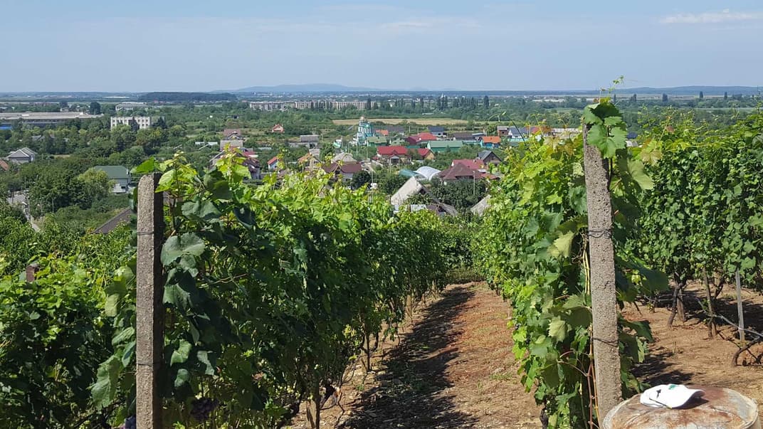 Квасная вода, каштановая палинка и пиво из капусты. Как за один отпуск попробовать все напитки Закарпатья