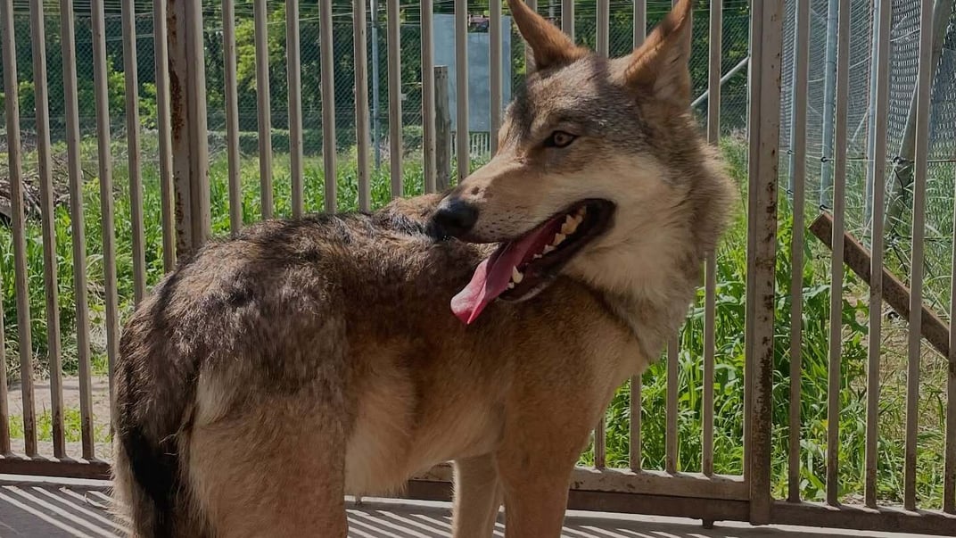 Вовк, який два роки жив у київській квартирі Вовк, який два роки жив у київській квартирі