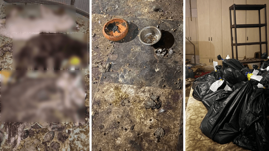 Ситуація в притулку на Київщині