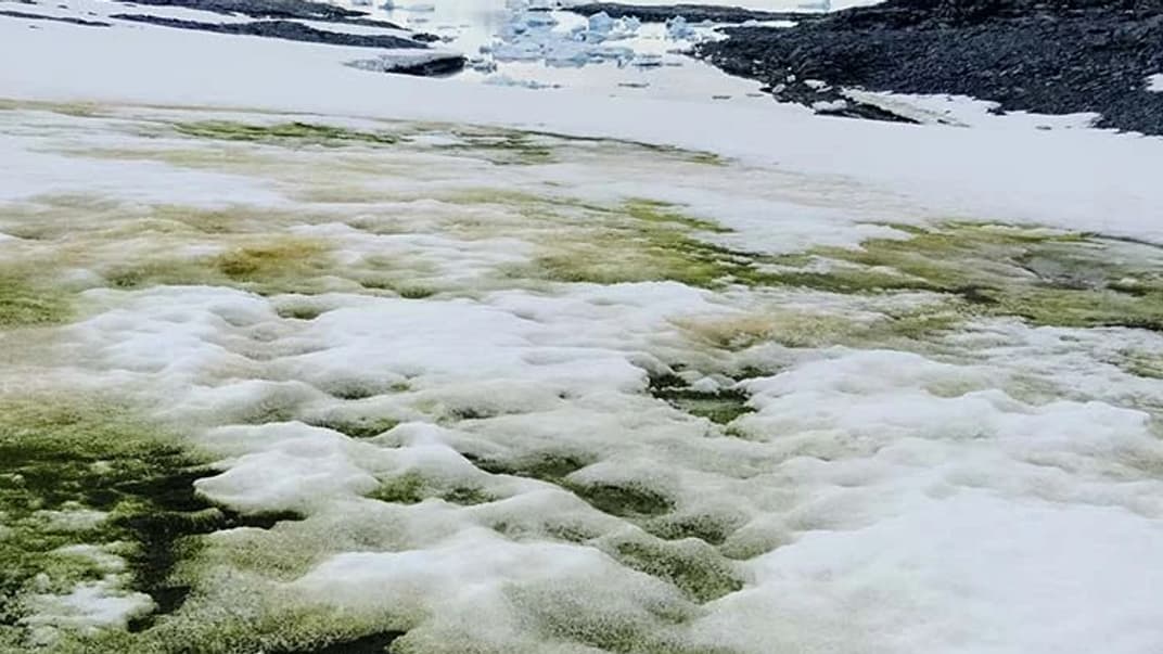 Водорості «перефарбували» сніг у зелений колір в Антарктиці, 26 січня 2018 року