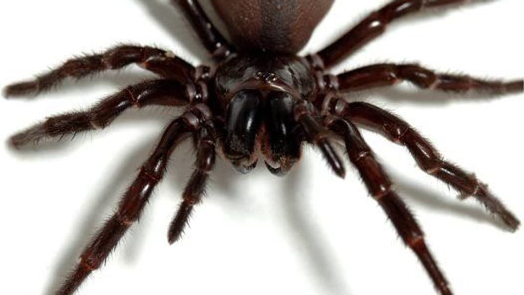 Иллюстративное фото. Самка сиднейского лейкопаутинного паука