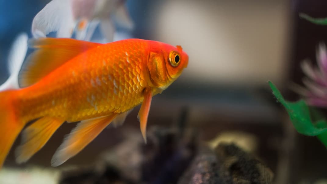 Чи здатна відчувати ця рибка біль? Цілком можливо, що так, але точно ми поки не знаємо