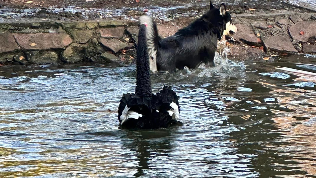 Собака напала на лебедя в парке