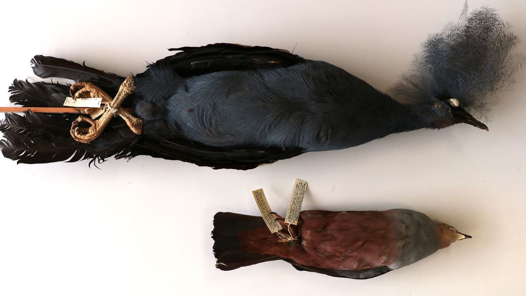 Найбільшим голубом вважається вінценосний з Нової Гвінеї (зверху), але новий вид голуба Tongoenas burleyi вважається найбільшим, що їв фрукти