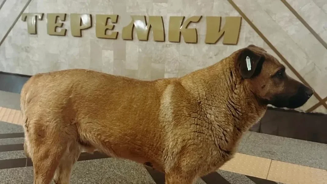 Пес Міша на станції метро «Теремки»