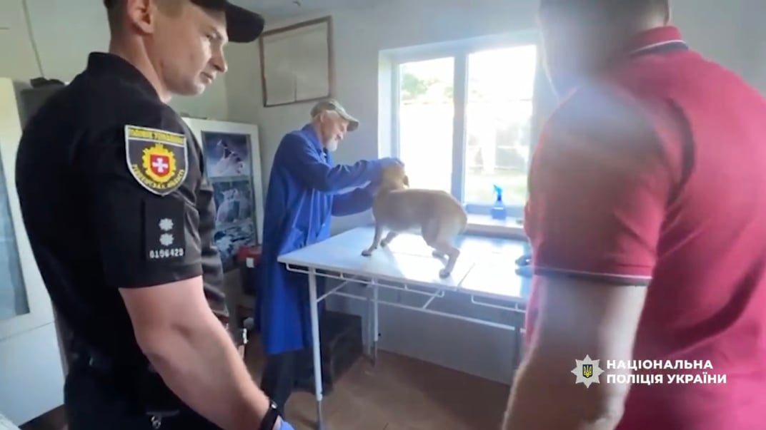 На Рівненщині ветеринар оглядає собаку, з якого знущався чоловік