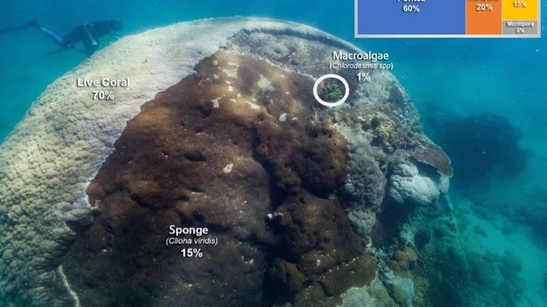 Корал шириною 10,5 метра, знайдений неподалік берега австралійського штату Квінсленд, залишався непоміченим понад 400 років