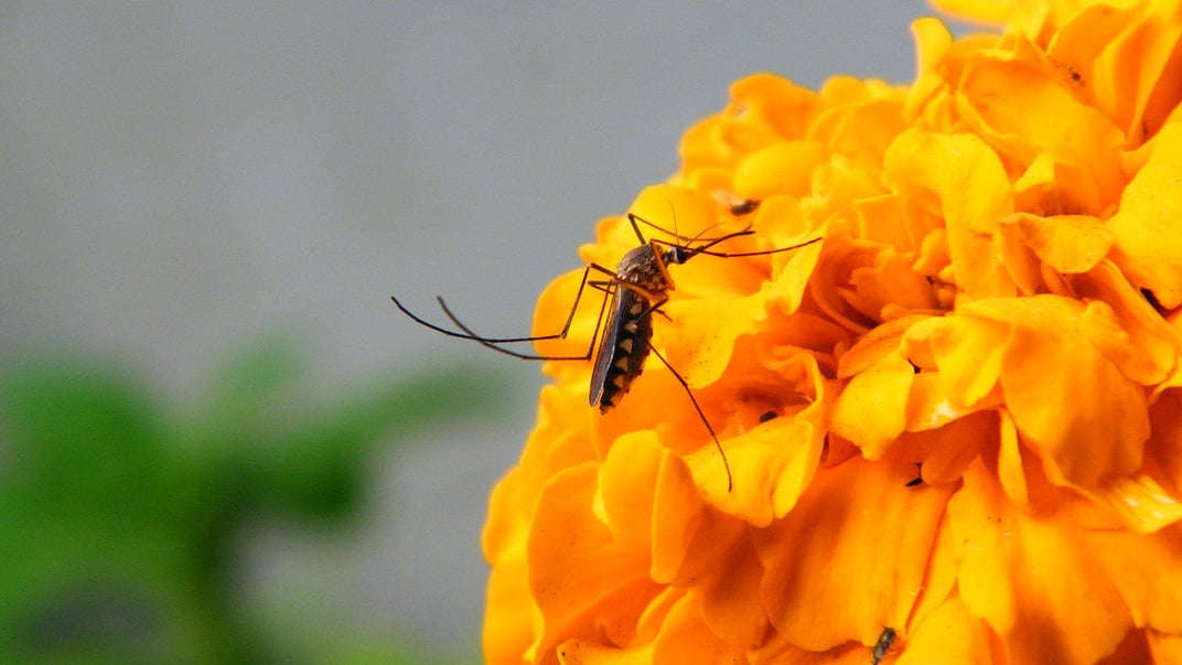 Ілюстративне фото. Комар