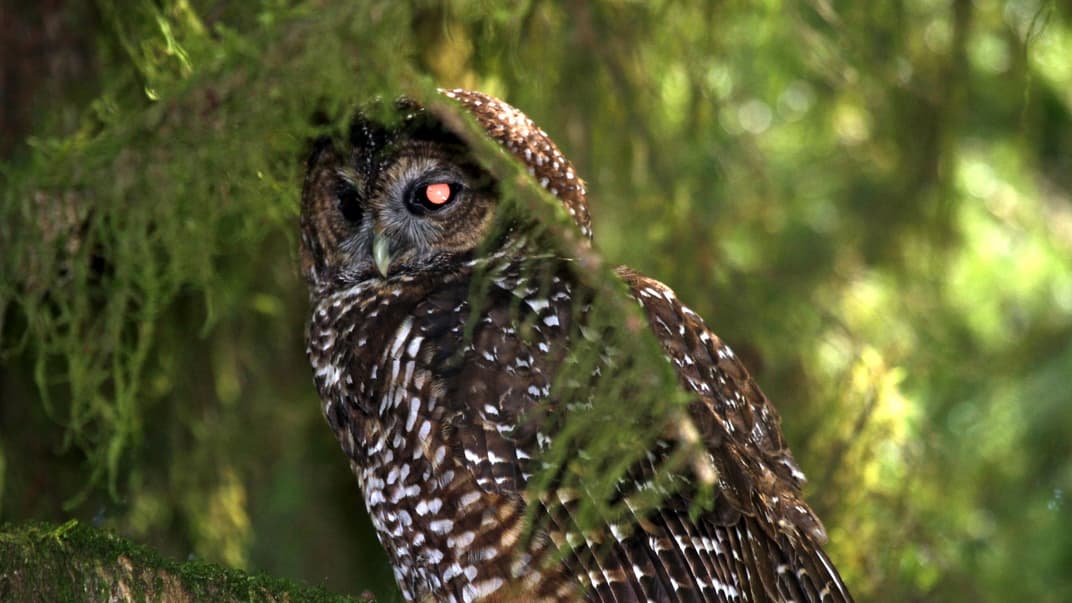 Плямиста сова 