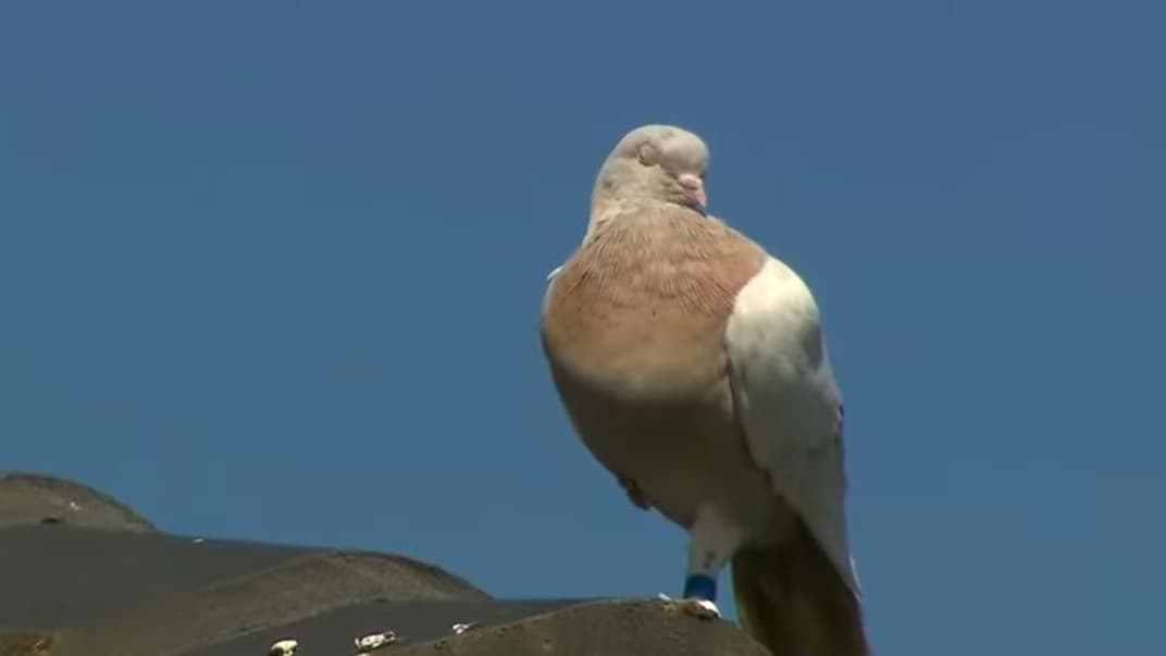 Гоночный голубь Джо, который случайно попал из США в Австралию, преодолев около 13 тысяч километров. Как он это сделал, неизвестно