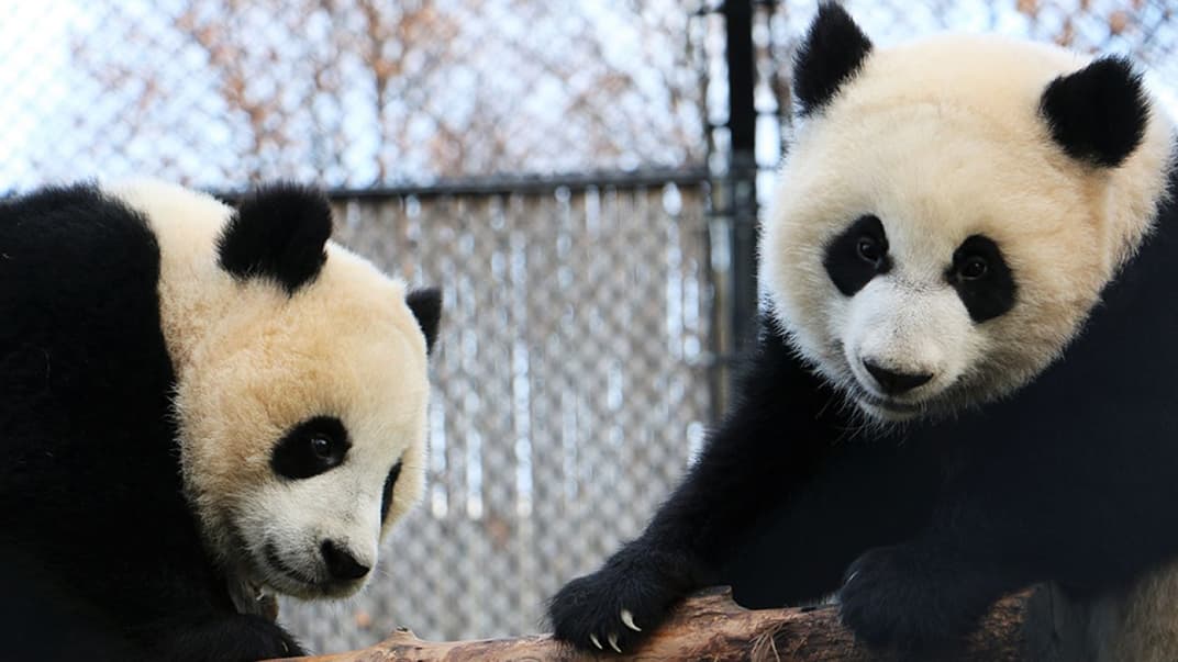 «Якщо ви не можете принести бамбук великим пандам, принесіть великих панд поближче до бамбуку». Ер Шун і Да Мао повернуть до Китаю, бо в зоопарку не вистачає бамбуку, аби їх прогодувати