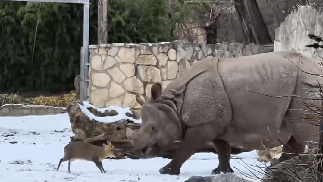 Самець мунтжака нападає на самицю носорога