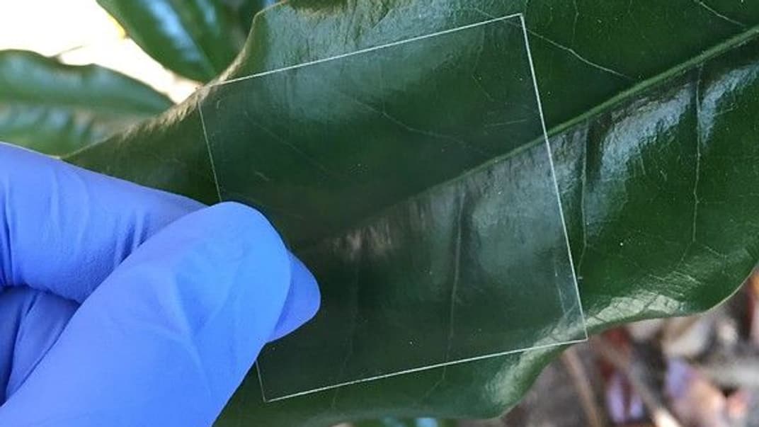 Стекло из древесины