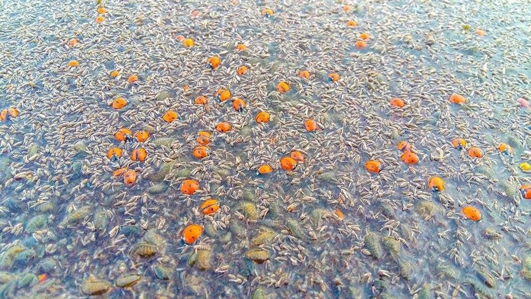 В Одесской области в национальном природном парке погибли сотни тысяч божьих коровок