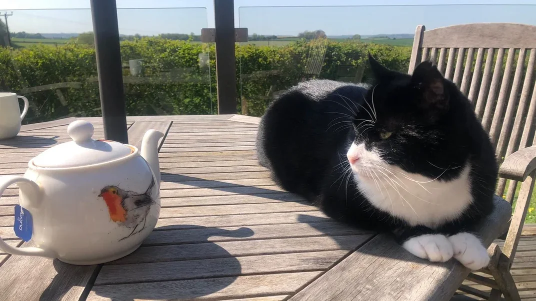 Кіт Пальмерстон