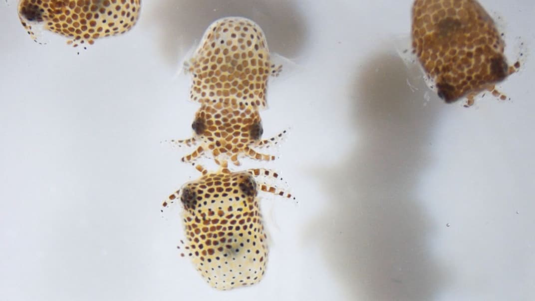 Детеныши кальмаров-сепиолид, которых 3 июня отправили на Международную космическую станцию