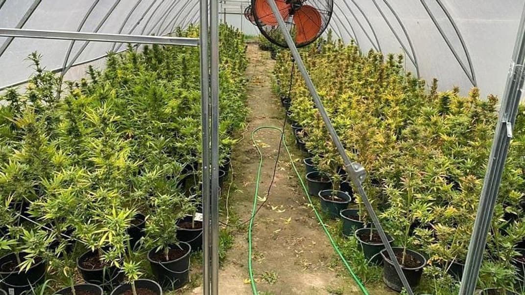 Конопля у парнику фігуранта справи