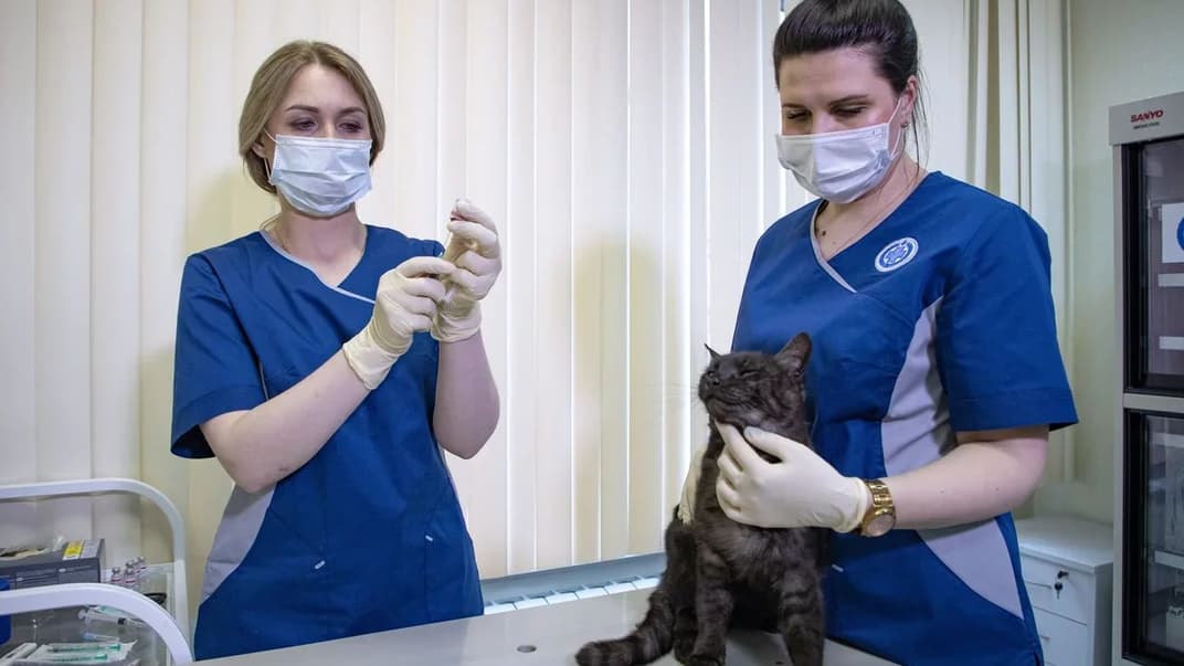 Вакцинация животных против коронавируса в России. 26 мая 2021 года
