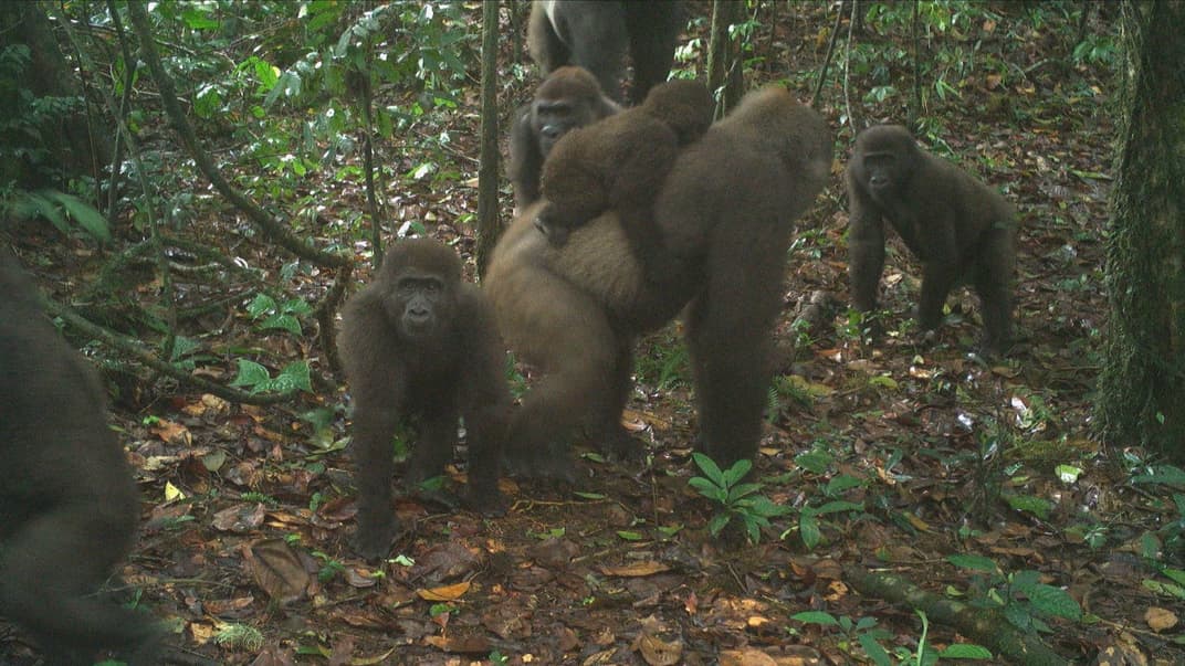 Річкові горили з дитинчатами, травень 2020 року