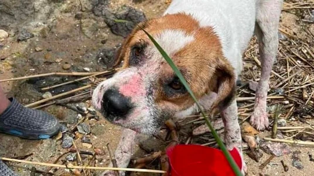 Собака, врятований в Одеській області після підриву Каховської ГЕС 