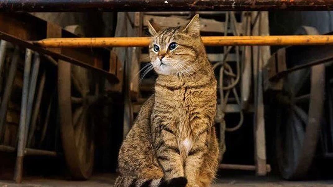 Кішка Глі, яка жила у соборі Святої Софії, померла у 16-річному віці. В Instagram за нею стежили понад 100 тисяч людей