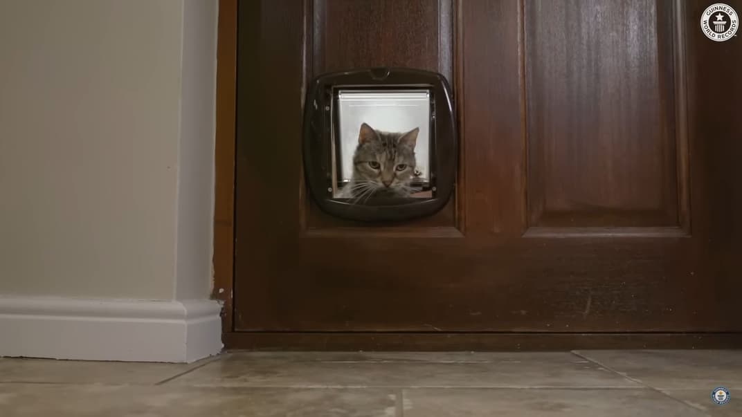 Кошка-рекодсмен Белла