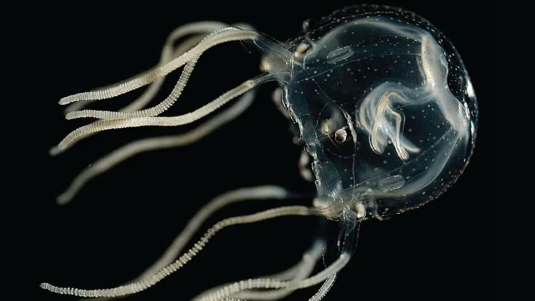 Карибские коробчатые медузы