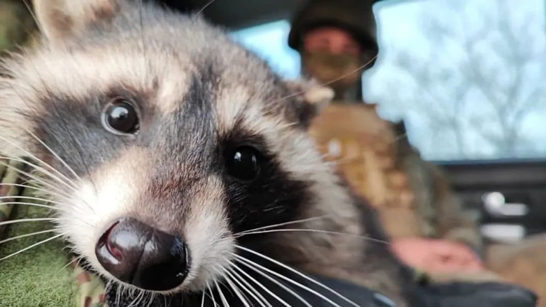 Викрадений росіянами херсонський єнот