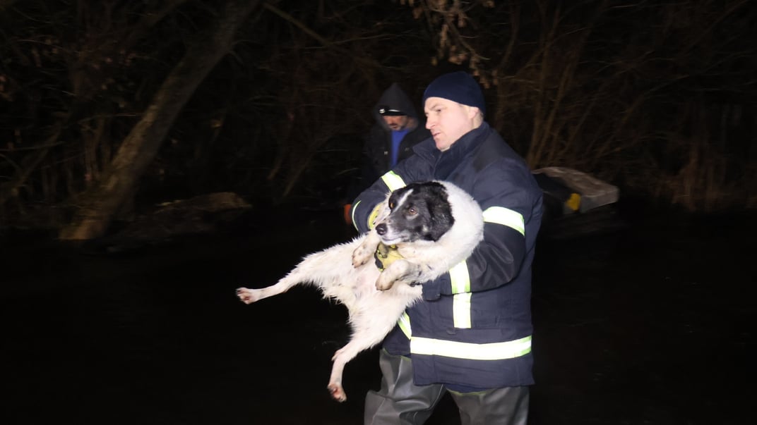 У місті Кропивницький провели термінову евакуацію притулку для тварин «БІМ».