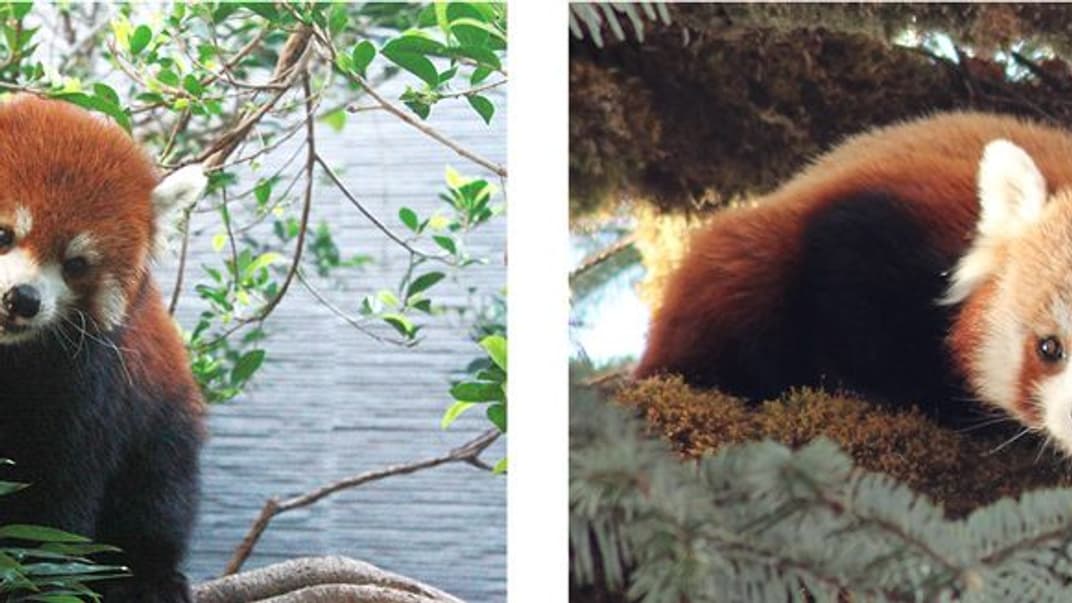 Китайська червона панда (ліворуч) і гімалайська червона панда (праворуч)