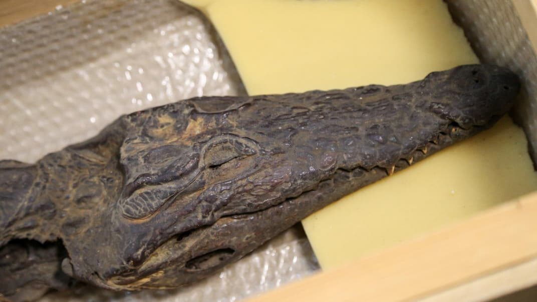 Мумия крокодила во время презентации коллекции египетских древностей в Национальном Киево-Печерском историко-культурном заповеднике, 5 мая 2017 года. К киевской коллекции египетских древностей принадлежат мумии крокодила и человека, а также две крышки древнеегипетских саркофагов