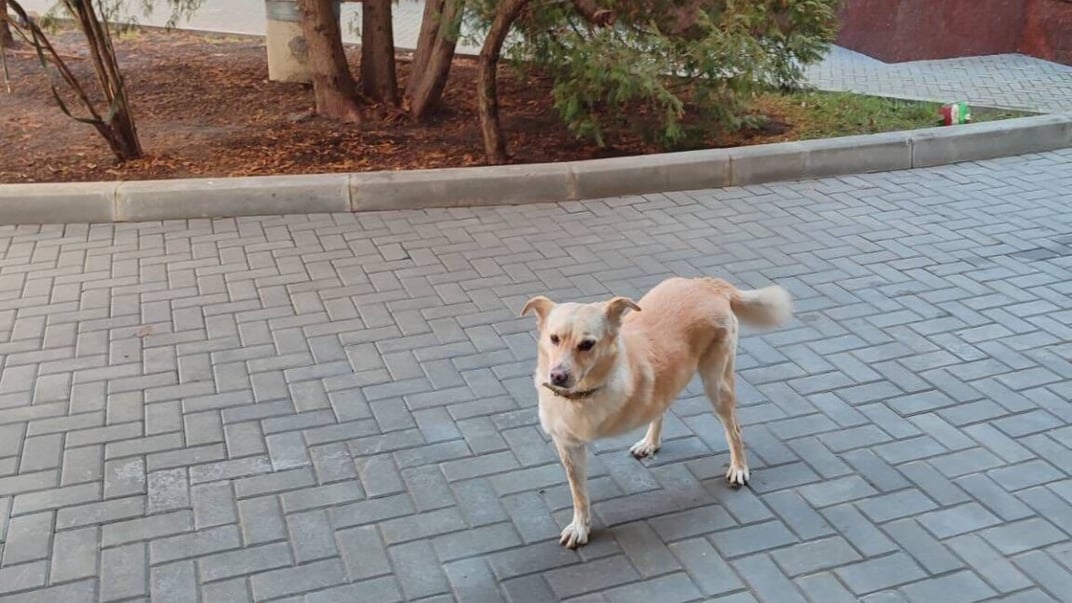 Собака Маї Санду, на ім'я Кодруц