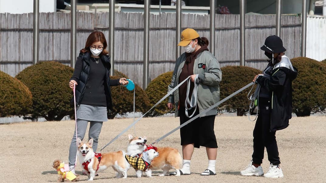 Жінки в масках для запобігання коронавірусу вигулюють собак у парку в місті Гоян, Південна Корея, 10 березня 2021 року