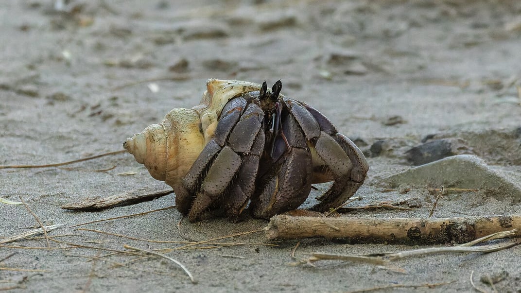 Рак-самітник. Ілюстративне фото