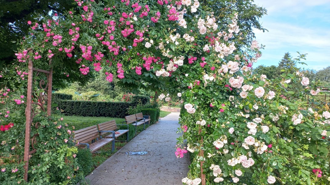 Розарій у Національному ботанічному саду імені Гришка