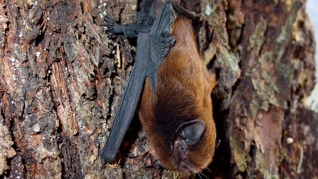 Довгохвостий кажан