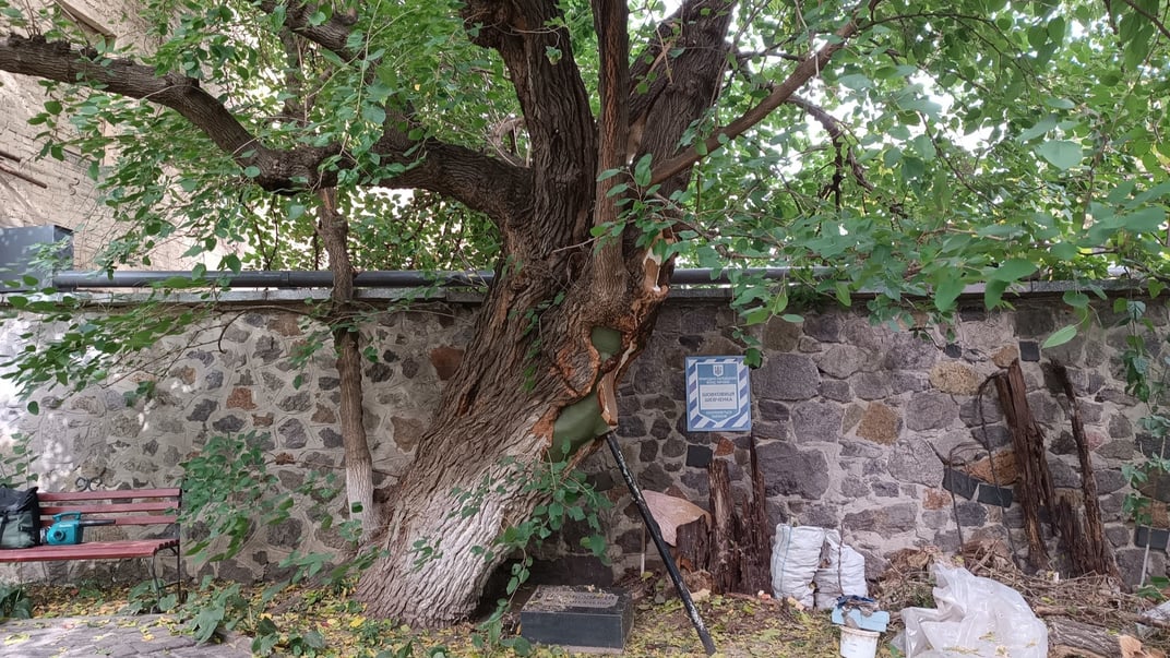 Шовковиця у дворику будинку-музею Шевченка у Києві після лікування