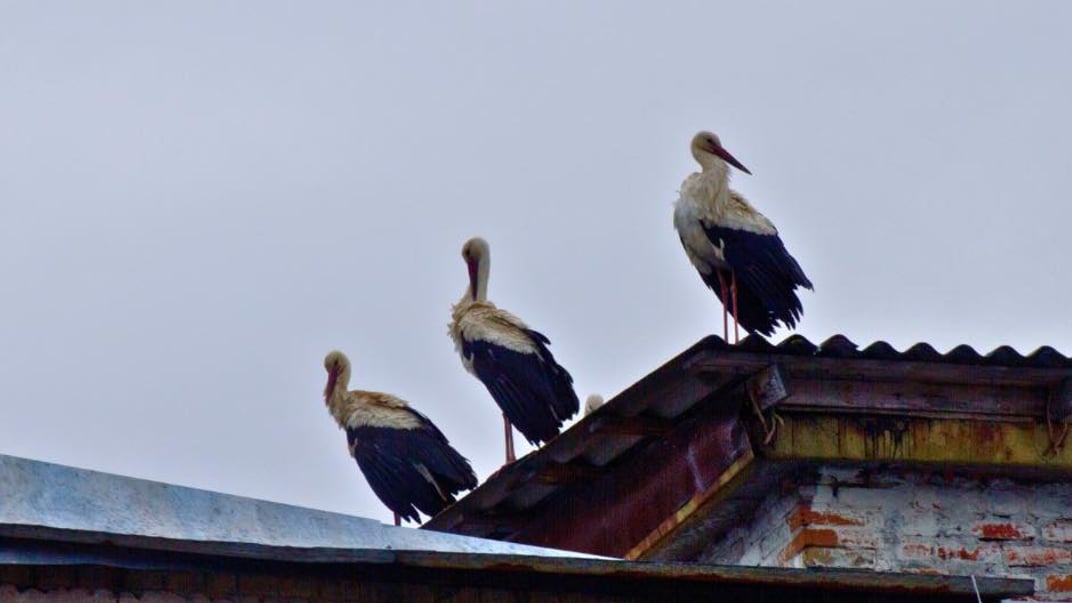 Білих лелек помітили в центрі Чорнобиля, 6 квітня 2026 року