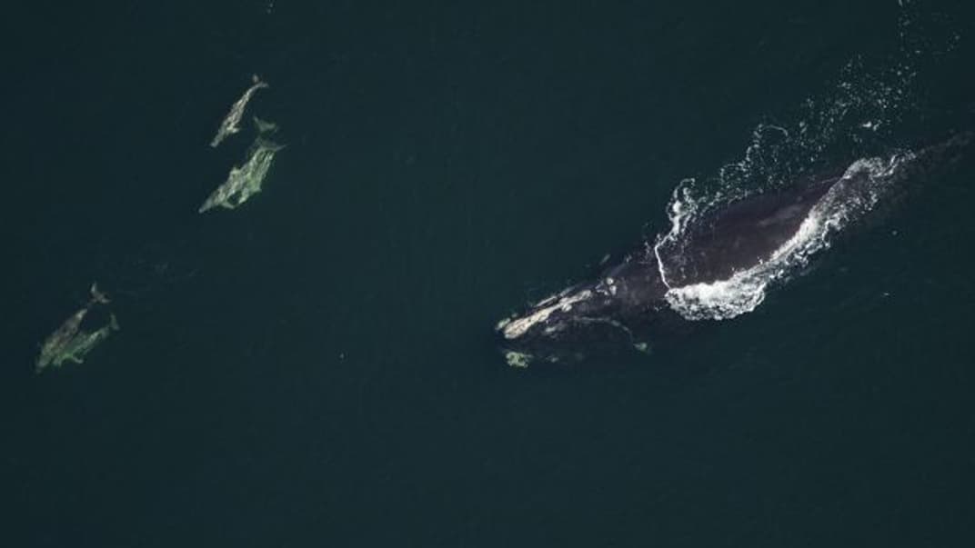 Атлантический кит (справа)