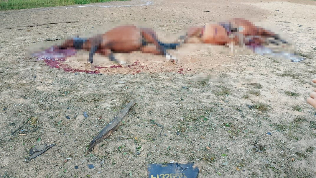 російські "шахеди" вбили коней на Київщині