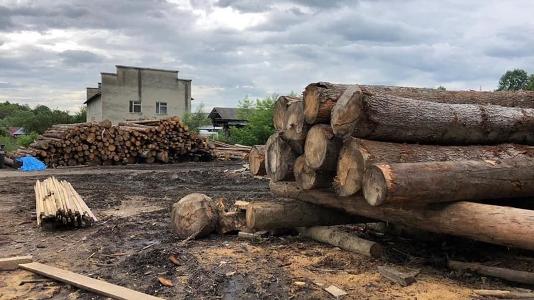 На Прикарпатье провели массовые обыски на лесничествах из-за незаконной вырубки деревьев