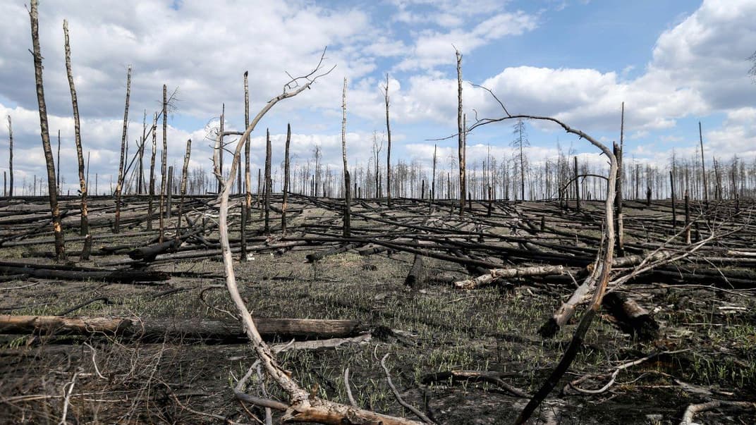 Наслідки пожеж в лісі поблизу міста Овруч (Житомирська обл.), 24 квітня 2020 р.