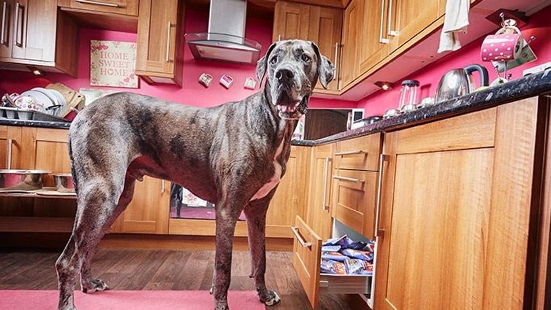 Пес Фредди, который был признан самой высокой собакой в мире по версии Книги рекордов Гиннеса