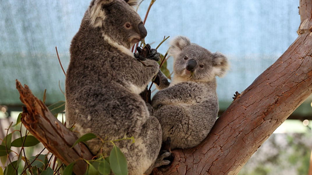 Ілюстративне фото. Коали у Сіднейському зоопарку