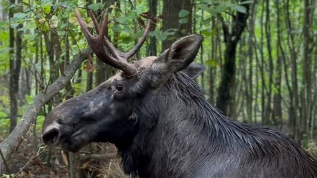 На Рівненщині рятували червонокнижного лося, який застряг у болоті
